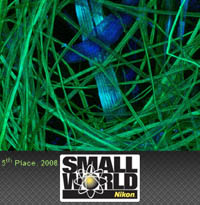 Paper Project 2008 Nikon Small World